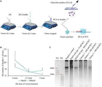 Unraveling the salt tolerance of Phi29 DNA polymerase using compartmentalized self-replication and microfluidics platform